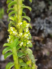 Fernandezia crystallina