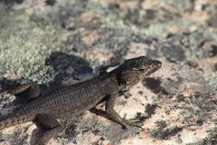 Hemicordylus capensis