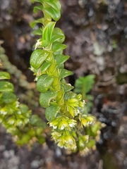 Fernandezia crystallina
