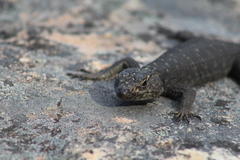 Hemicordylus capensis