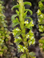 Fernandezia crystallina