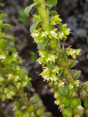 Fernandezia crystallina