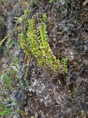 Fernandezia crystallina