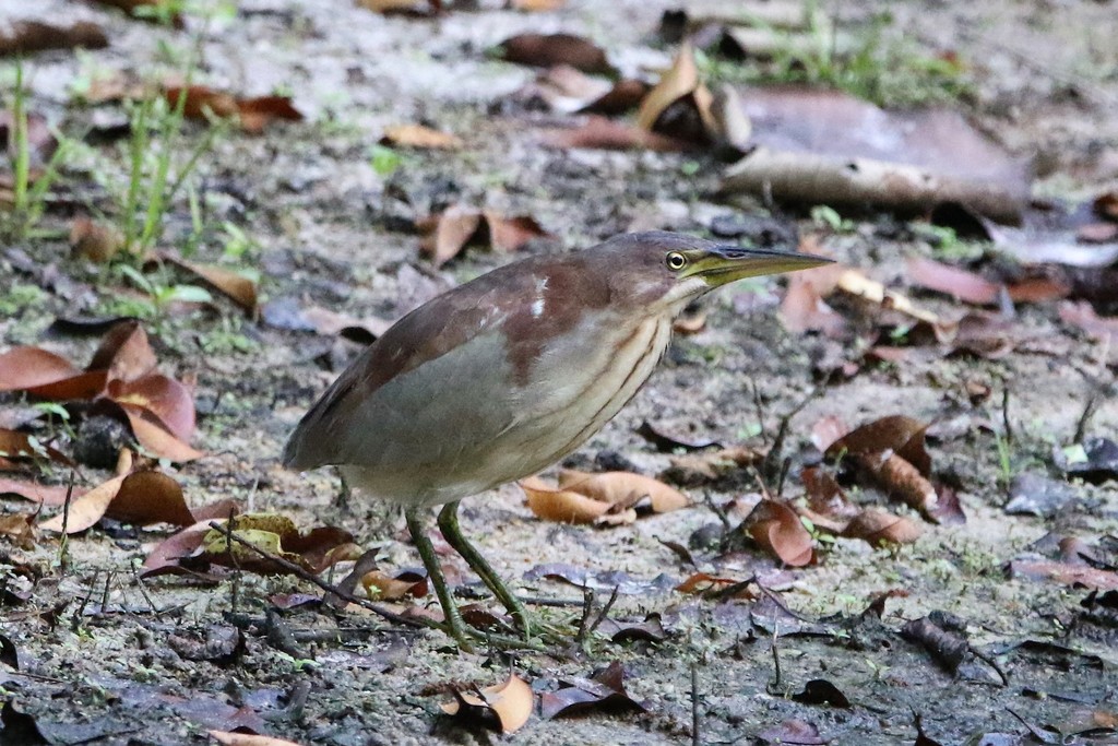 Schrenck's Bittern photo