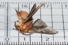 Psycharium pellucens