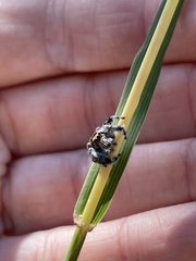 Phidippus asotus