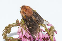 Psycharium pellucens