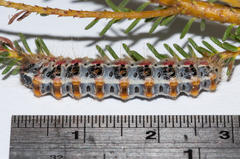 Psycharium pellucens