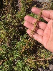 Artemisia scopulorum