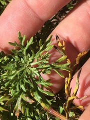 Artemisia scopulorum