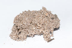 Psycharium pellucens