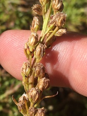 Artemisia scopulorum