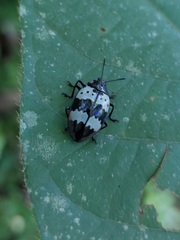 Barytopus gronovii