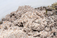 Psycharium pellucens