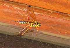 Echthromorpha