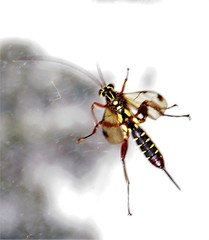 Echthromorpha