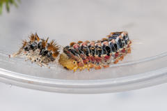 Psycharium pellucens