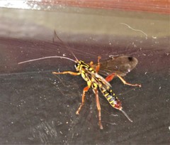 Echthromorpha