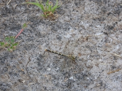 Erpetogomphus designatus