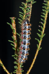 Psycharium pellucens