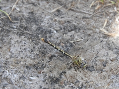 Erpetogomphus designatus