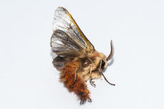 Psycharium pellucens