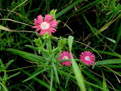Delosperma multiflorum