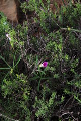 Oxalis smithiana