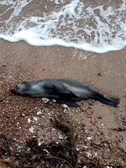 Arctocephalus tropicalis