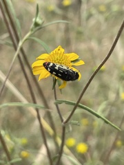 Acmaeodera amabilis