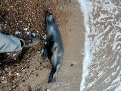 Arctocephalus tropicalis