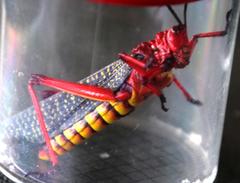 Phymateus morbillosus morbillosus