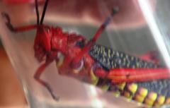 Phymateus morbillosus morbillosus