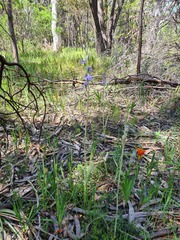 Thelymitra glaucophylla