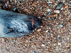 Arctocephalus tropicalis