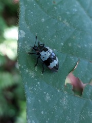 Barytopus gronovii