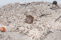 Psycharium pellucens