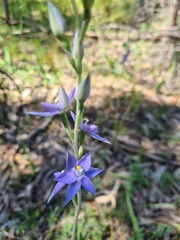 Thelymitra glaucophylla