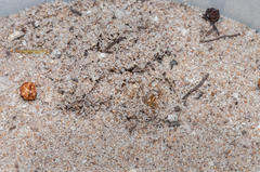 Psycharium pellucens