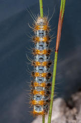 Psycharium pellucens