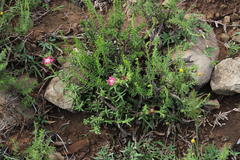 Delosperma multiflorum