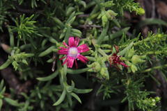 Delosperma multiflorum