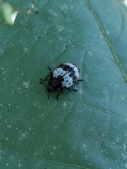 Barytopus gronovii