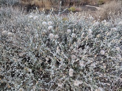 Brickellia incana