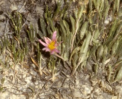 Xanthisma coloradoense