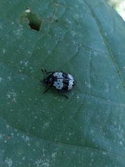 Barytopus gronovii