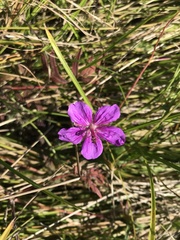 Geranium soboliferum