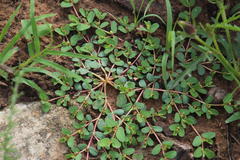 Euphorbia inaequilatera