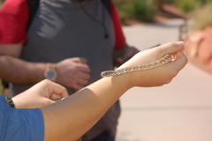 Masticophis flagellum