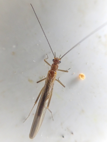 Smooth Needlefly